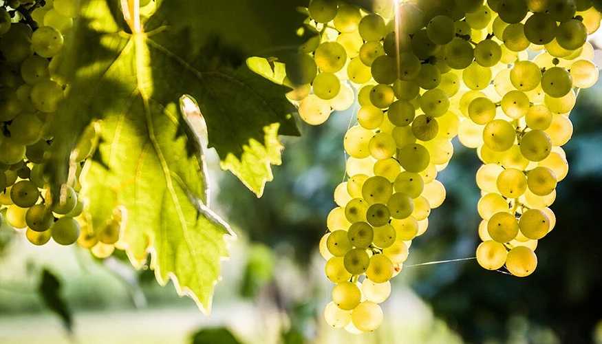As análises foram efetuadas em uvas Sauvignon blanc As análises foram efetuadas em uvas Sauvignon blanc