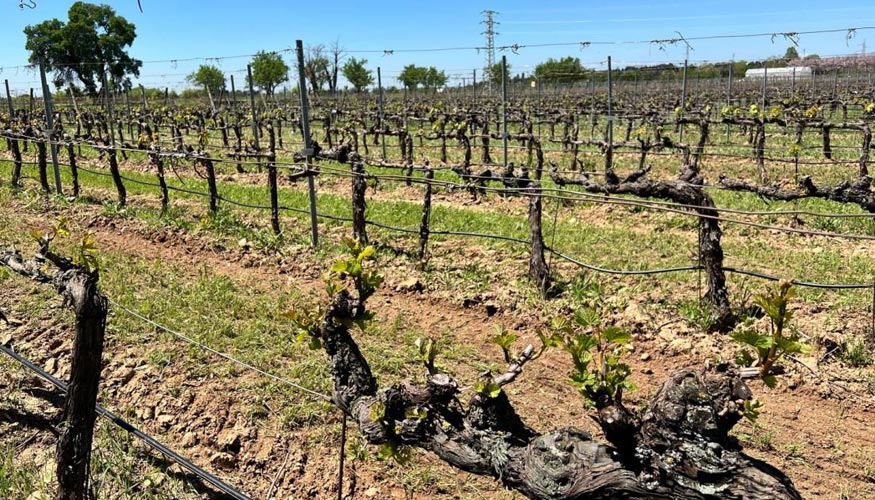 La Comunidad de Madrid desarrolla nuevas variedades de vid que permitan hacer frente a las prdidas de cultivo en los viedos regionales...