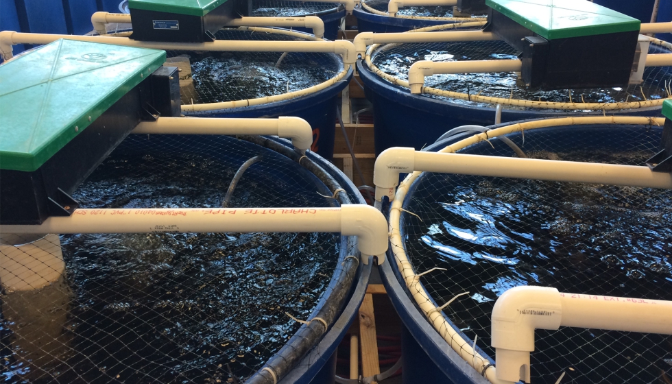 Instalacin de sistemas de acuicultura recirculante. Fuente: Narek75 - Own work, CC BY-SA 4.0: https://commons.wikimedia.org/w/index...