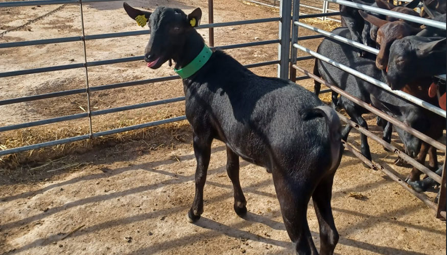 Nuevo semental de Acrimur en el Centro del CITA-IVIA de Segorbe Nuevo semental de Acrimur en el Centro del CITA-IVIA de Segorbe