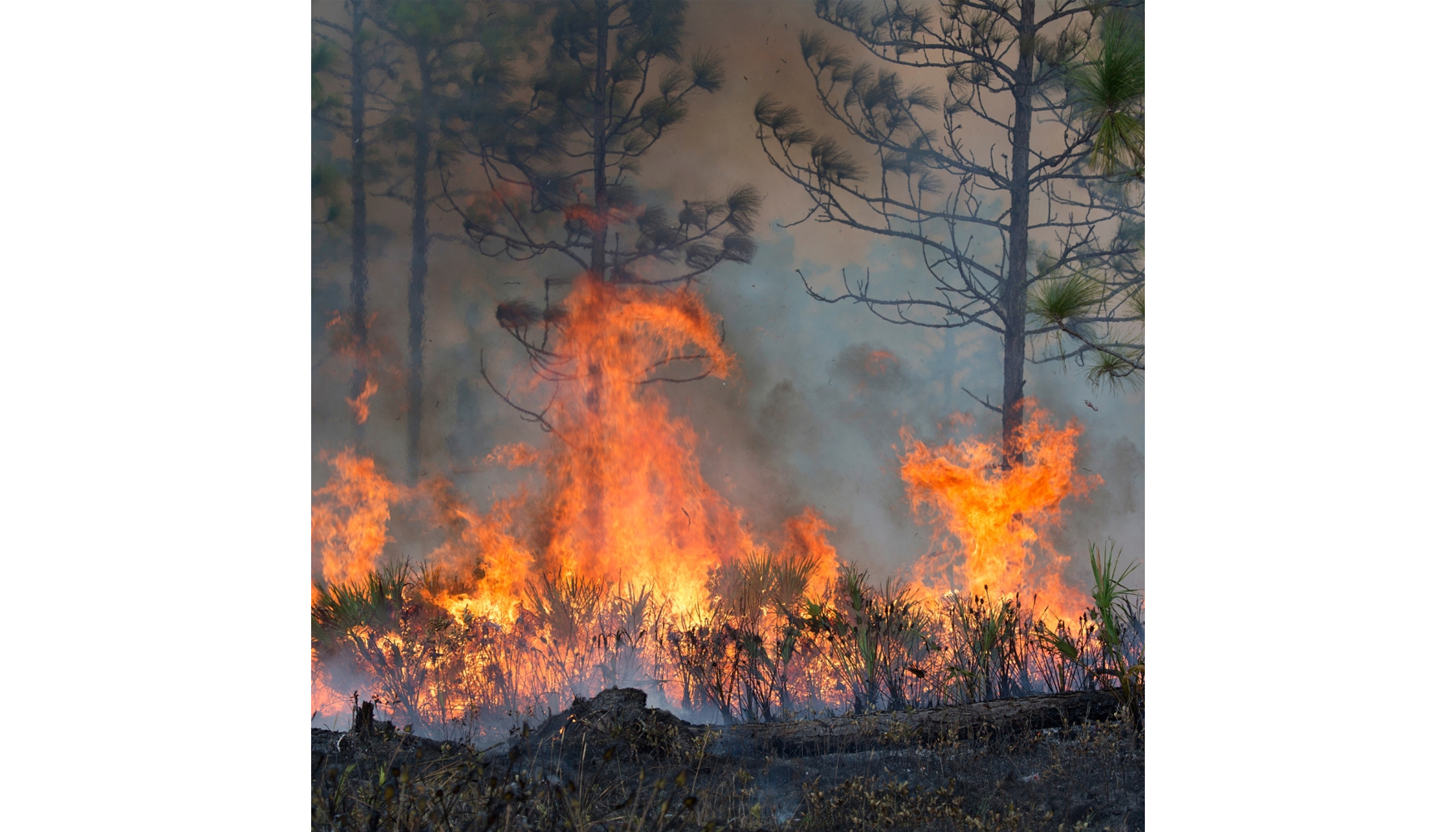La experiencia de 2025 demuestra que los incendios de gran magnitud son cada vez ms frecuentes y destructivos