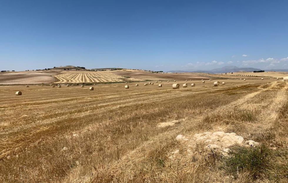 Las indemnizaciones del seguro agrario alcanzan los 84 millones de euros en 2025