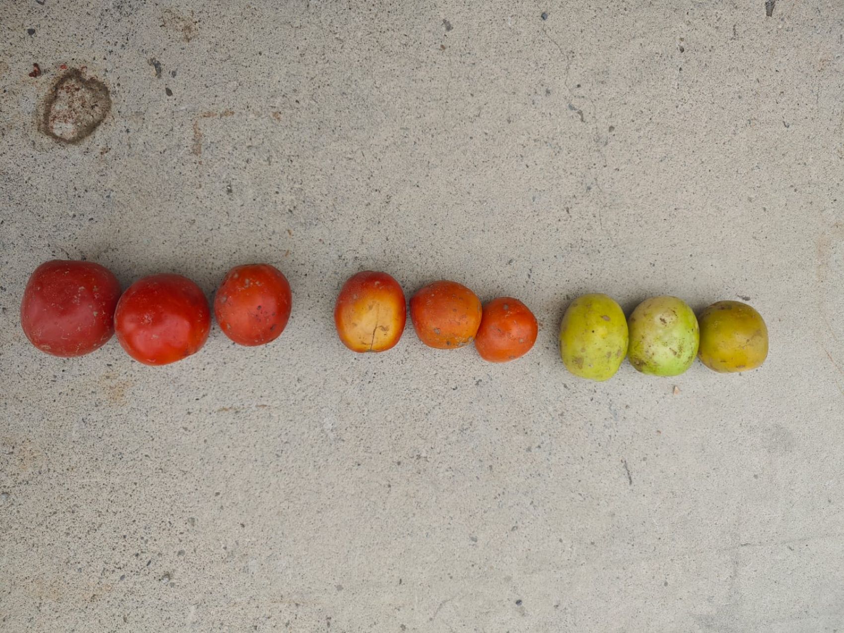 El sistema desarrollado por Barnigrado permite diferenciar entre tomates buenos, tomates verdes, piedras y restos vegetales...