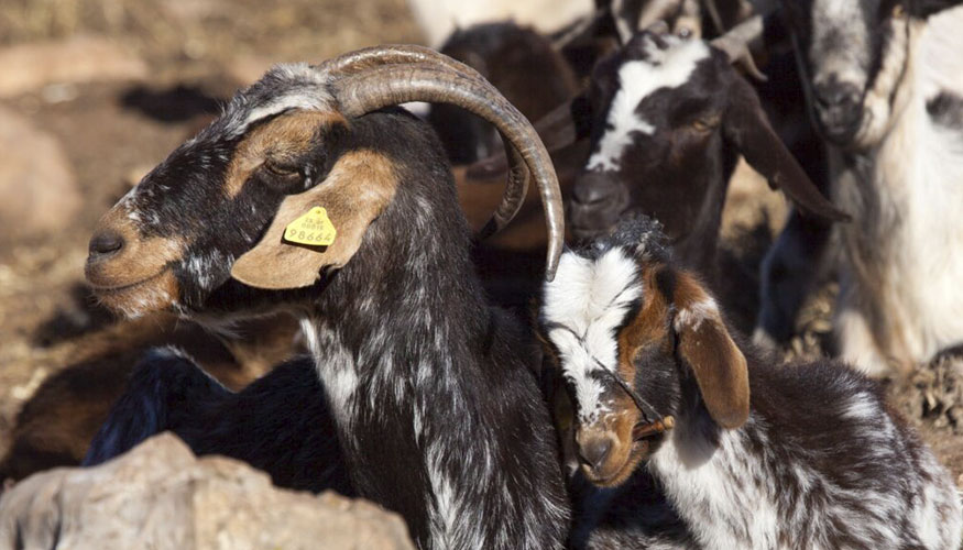 Ejemplares de la raza caprina Payoya