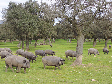Cerdos de la regin de Los Pedroches, en Crdoba. Foto: Ainia