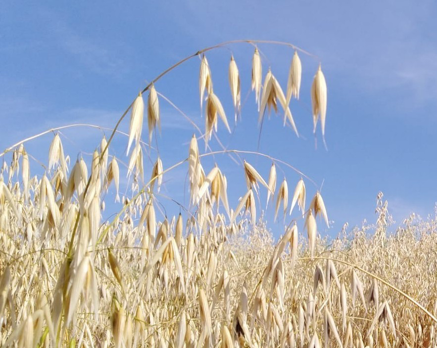 La avena es una planta hexaploide, lo que quiere decir que tiene seis juegos de cromosomas heredados de tres antepasados diferentes...