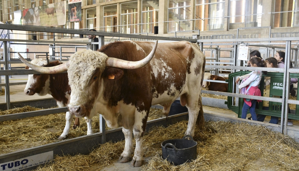 Ejemplares bovinos en una edicin anterior de Fegasur