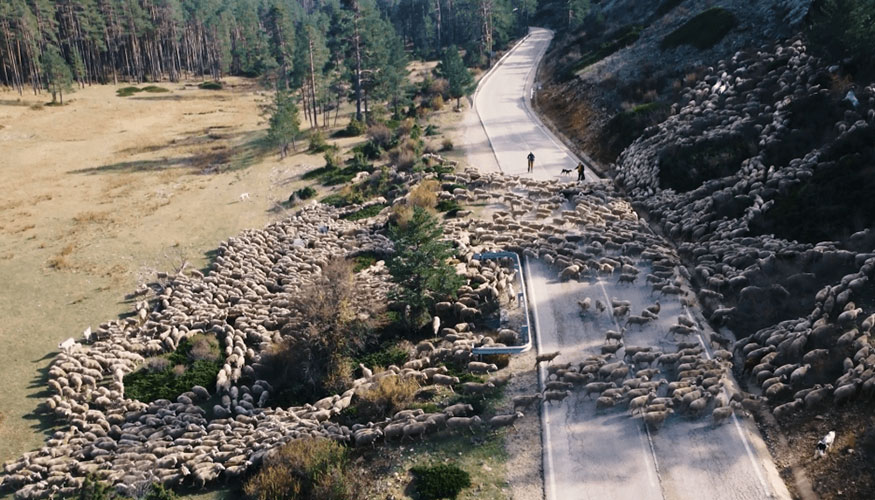 Vista area de un rebao de ovejas Merinas de los Montes Universales
