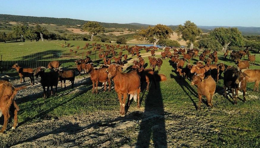 Rebao de la raza caprina Retinta Extremea