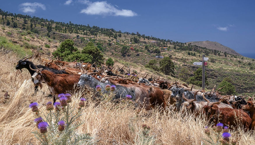 Ejemplares de la raza caprina Palmera