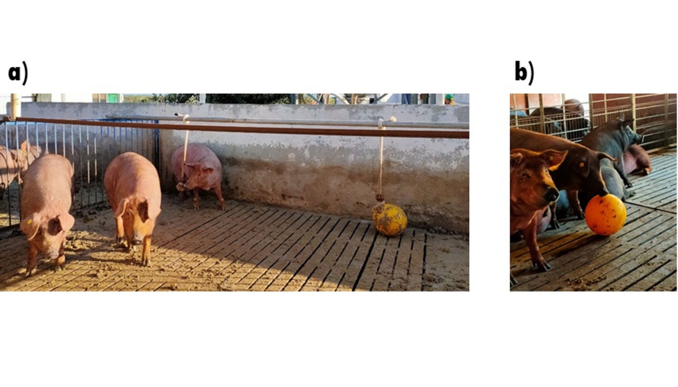 Figura 1. Cerdos 50% ibricos en sus corrales. a) interior, b) exterior