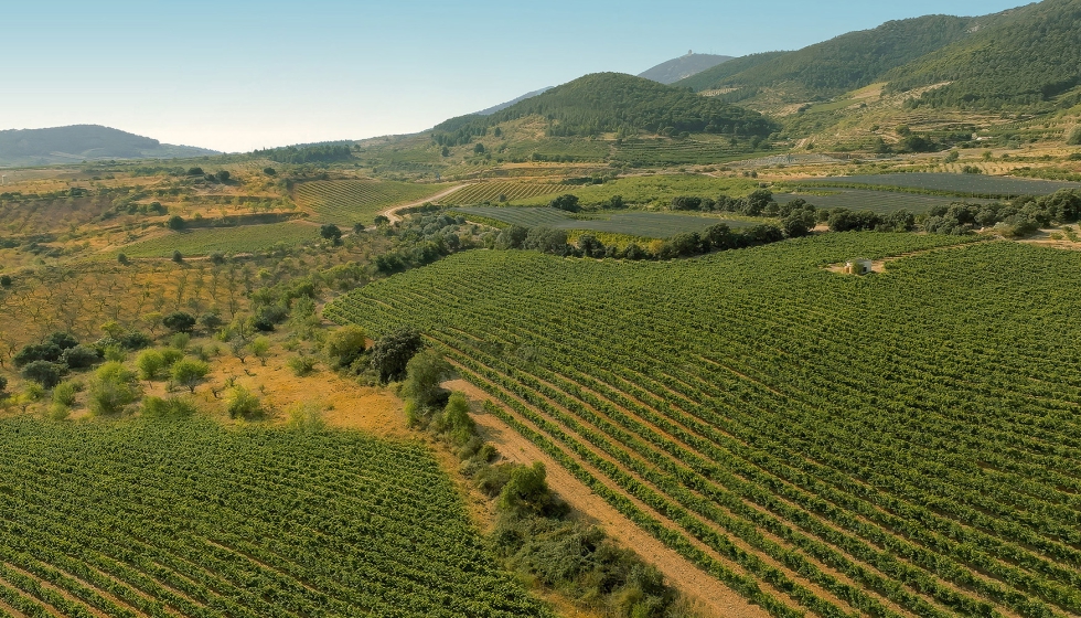 Viedos situados en El Frasno a 800 metros de altitud