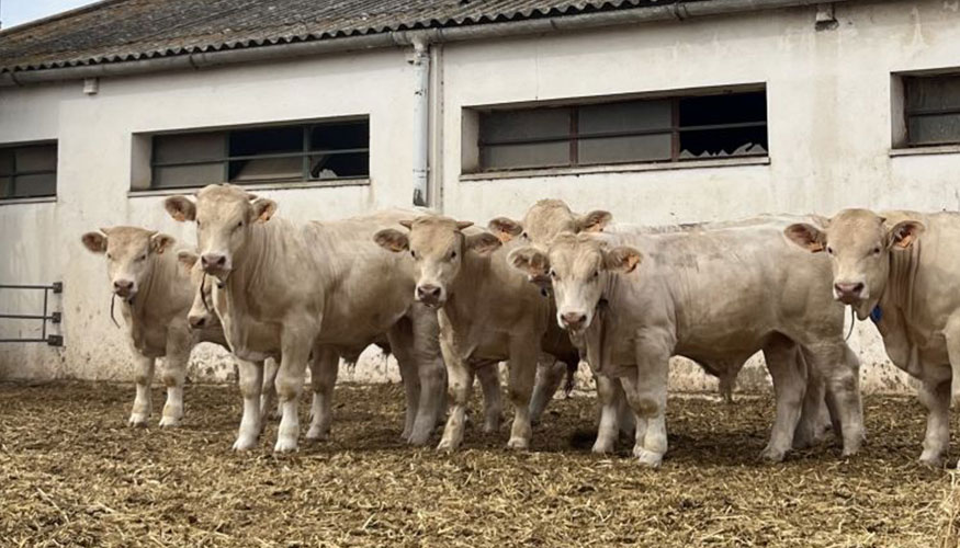 Serie de testaje de la raza Charolesa en el Censyra de Badajoz
