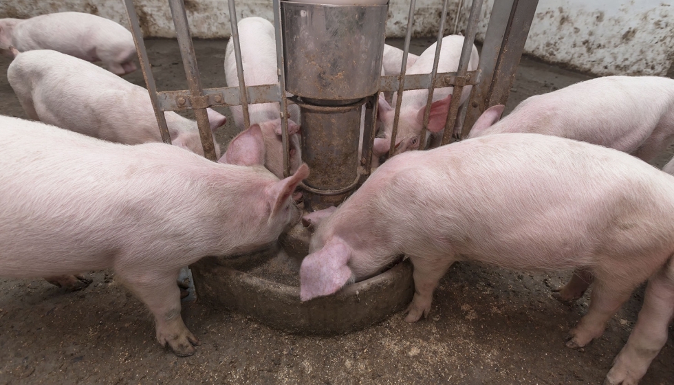 Explotacin de porcino