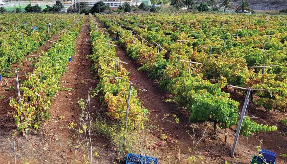 Finaliza la vendimia 2025 con alrededor de 1,3 millones de kilos de uva recolectados