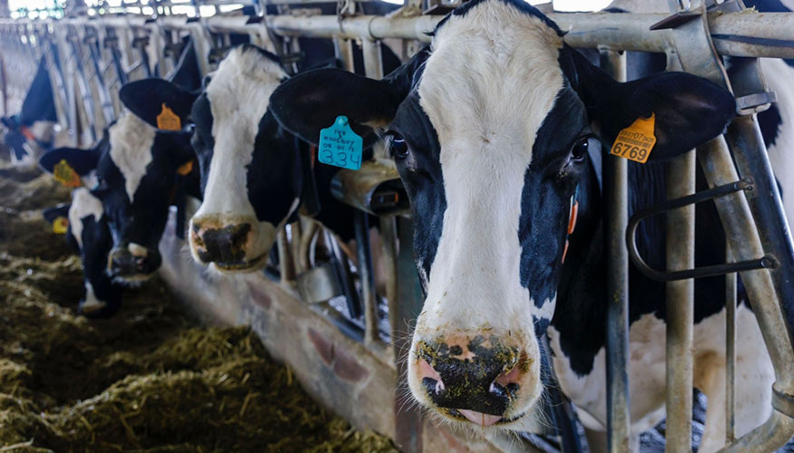 Ganado vacuno de leche de la provincia de Lugo