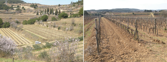 Los terrenos cultivados de las bodegas Albet i Noya ocupan 86 hectreas, en las que hay 170 pequeas parcelas