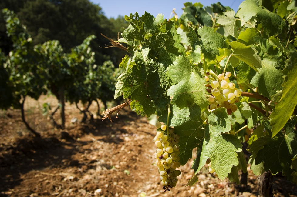 Aragn acelera la transformacin del sector del vino con nuevas inversiones estratgicas