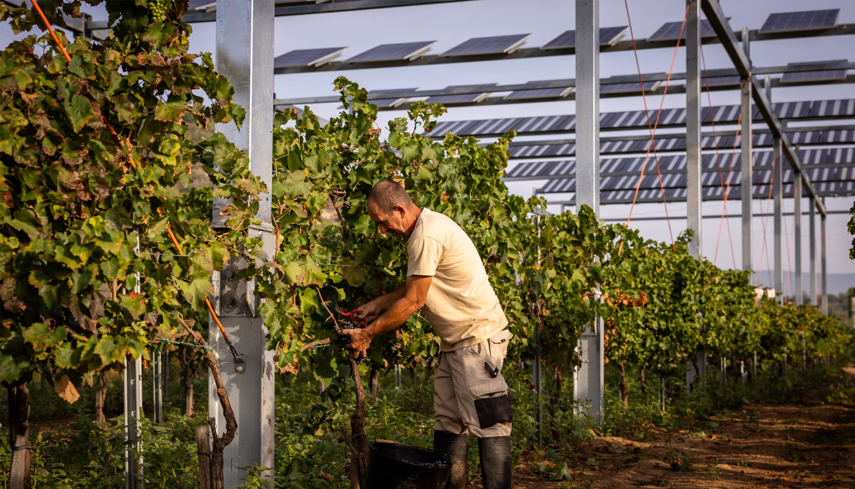 Viedo Mas Rabell, propiedad de Familia Torres, uno de los participantes en el proyecto Go SolarWine. Fuente: Go Solar Wine...