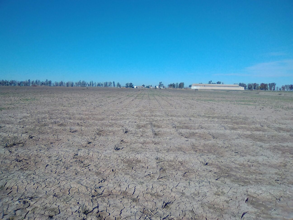 Agricultores del Bajo Guadalquivir alertan de la crtica situacin del sector remolachero