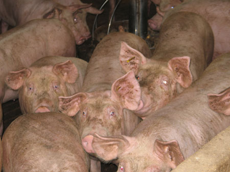 Porcino y Vacuno encabezaron de nuevo el ranking de Especies del ranking de la Sanidad Animal, aunque registraron un ligero descenso...