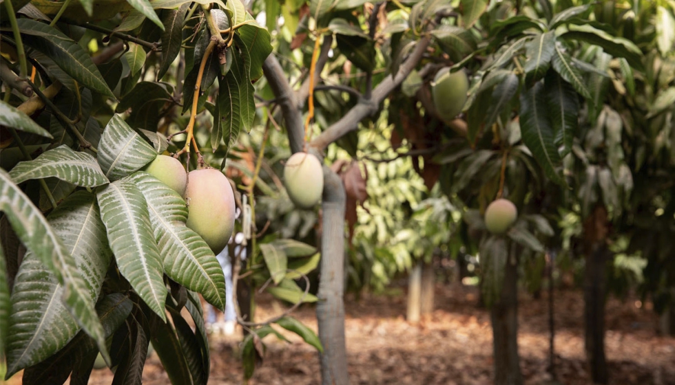 Os investigadores testaram folhas de manga, fornecidas pelo Instituto de Horticultura Subtropical e Mediterrnica La Mayora, em Mlaga. Foto: Freepek...