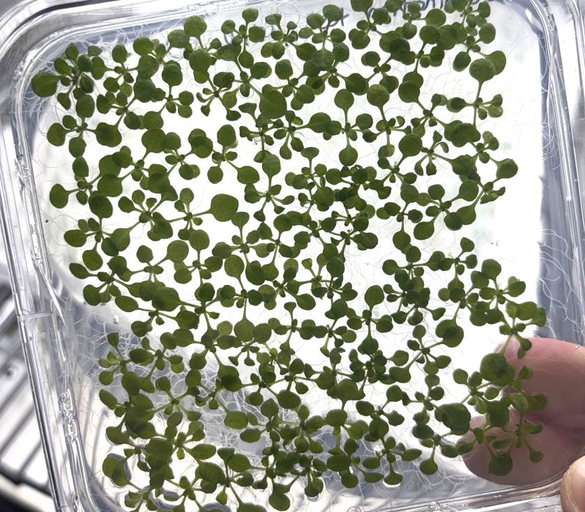 Esta identificacin de genes abre una nueva va para la biotecnologa agrcola