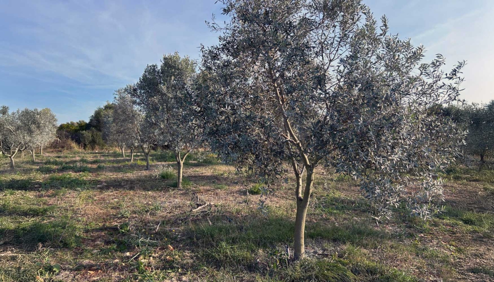 Mallorca ha sido hist�ricamente una isla agr�cola, con cultivos tradicionales de secano como almendros, algarrobos, olivos y cereales...