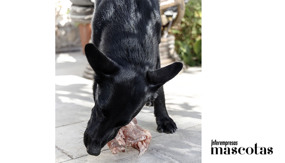 Miss, perrita adulta alimentada con dieta BARF desde que tena menos de 3 meses...