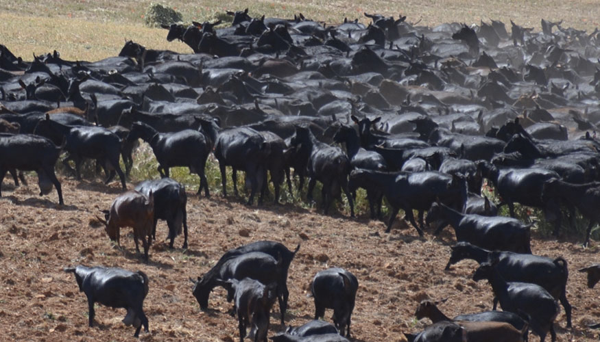 Rebao de raza Murciano-Granadina