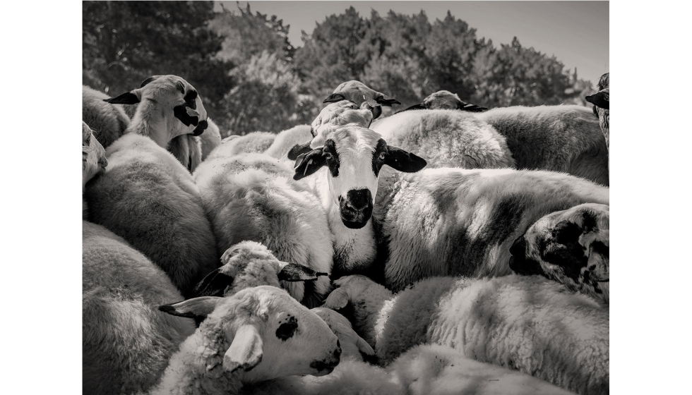 Segundo premio. La mirada, de Javier Arcenillas (Alcobendas, Madrid)