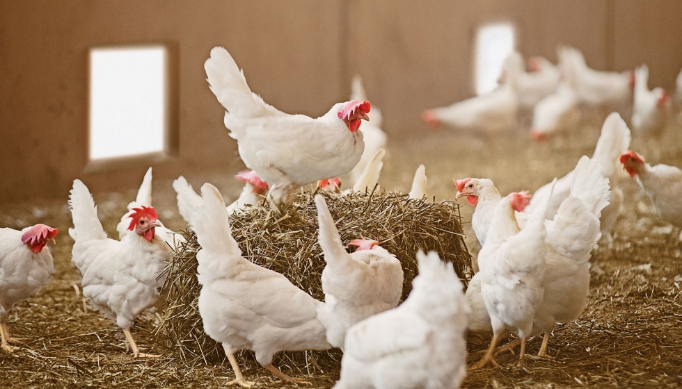 Gallinas en una granja