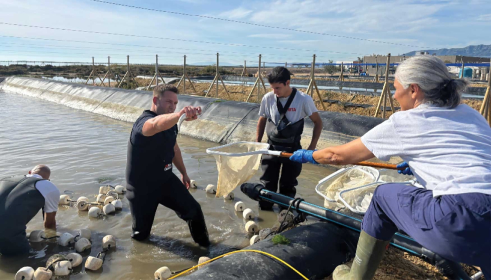 Las pruebas del proyecto se estn realizando en el centro del IRTA en La Rpita (Tarragona)