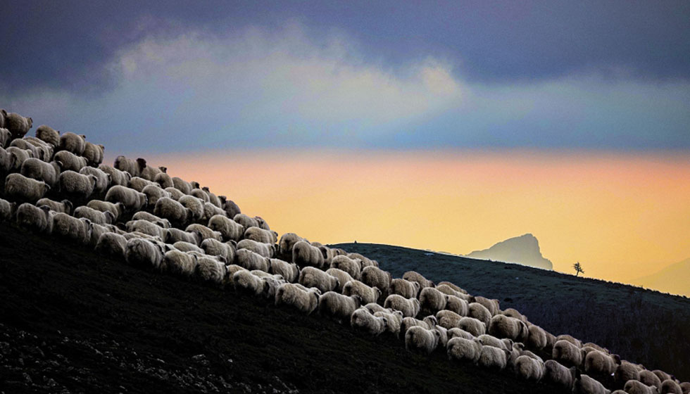 Foto de El jurado decide los ganadores de OVIFOTO 2025 en una edicin marcada por la alta calidad