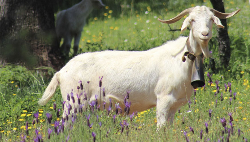 Ejemplar de la raza caprina Blanca Andaluza