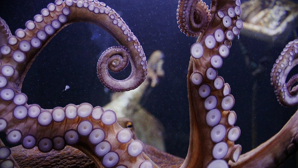 Fotografia de Dear Sunflower, Unsplash