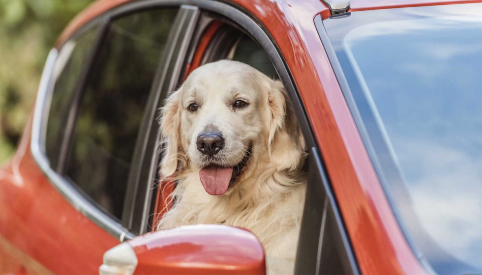 Disponer de un rea segura donde el animal pueda salir, moverse y beber agua no solo mejora la experiencia del cliente...