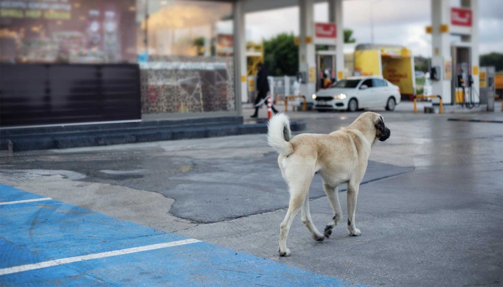 Las gasolineras que apuesten hoy por este modelo estarn mejor posicionadas maana como espacios de inclusin...
