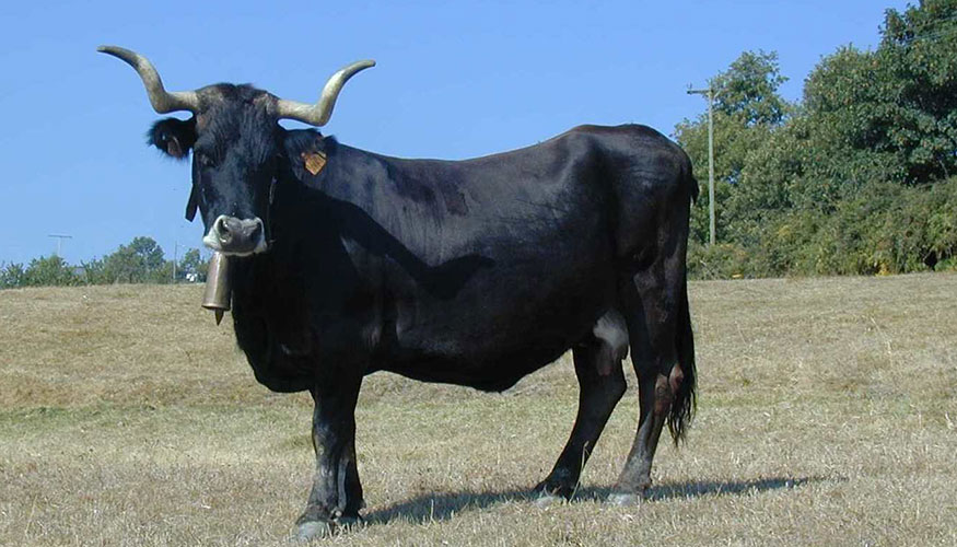 Ejemplar de la raza bovina Caldel