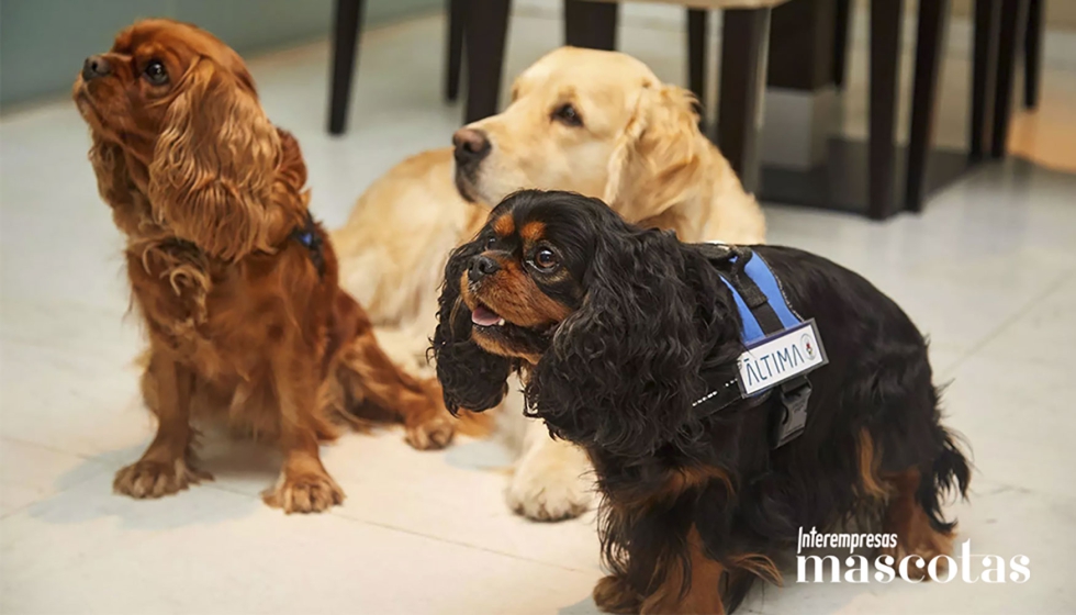 Los perros de terapia del CTAC ofrecen consuelo y apoyo emocional a las familias durante el proceso de despedida