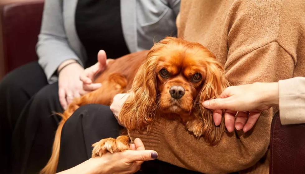 La presencia de perros entrenados ayuda a crear un ambiente ms humano y calmado en los espacios de velatorio