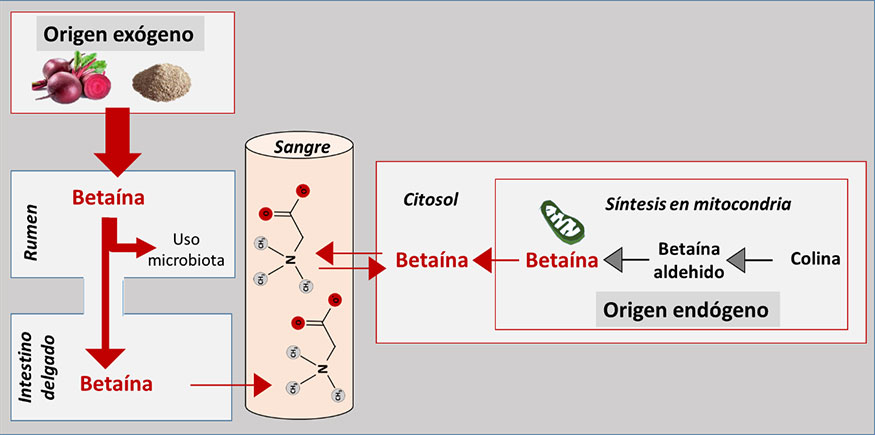 Figura 2. Absorci�n y s�ntesis de beta�na