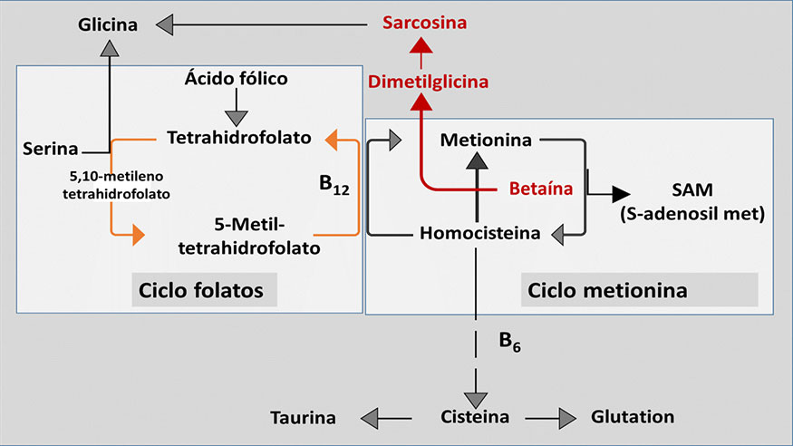 Figura 3. Papel de la beta�na en las reacciones de metilaci�n