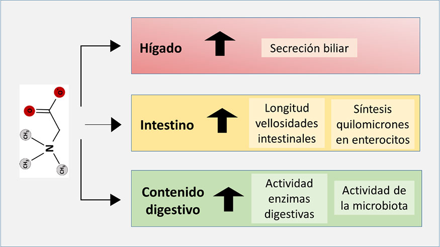 Figura 4. Mecanismos de acci�n de la beta�na sobre la utilizaci�n digestiva