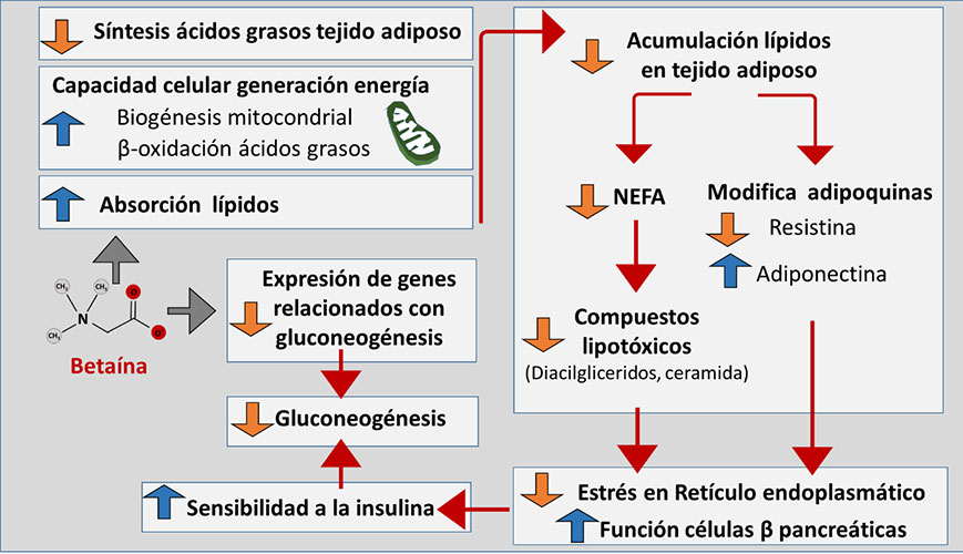 Figura 5. Mecanismos de acci�n de la beta�na sobre el metabolismo lip�dico y gluc�dico