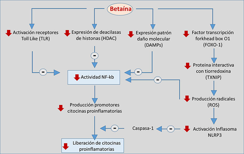 Figura 6. Mecanismos de acci�n de la beta�na relacionados con la respuesta inflamatoria