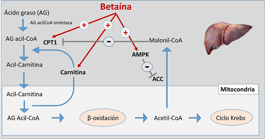 Figura 8. Mecanismo a trav�s del cual la beta�na estimula la &beta;-oxidaci�n de los �cidos grasos en el h�gado...