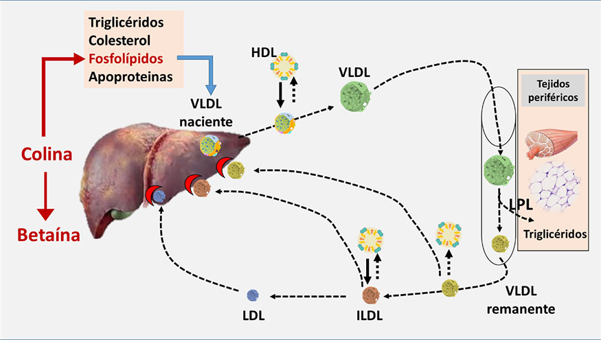 Figura 9. Transporte de triglic�ridos desde el h�gado a otros tejidos y relaci�n con la colina y la beta�na...