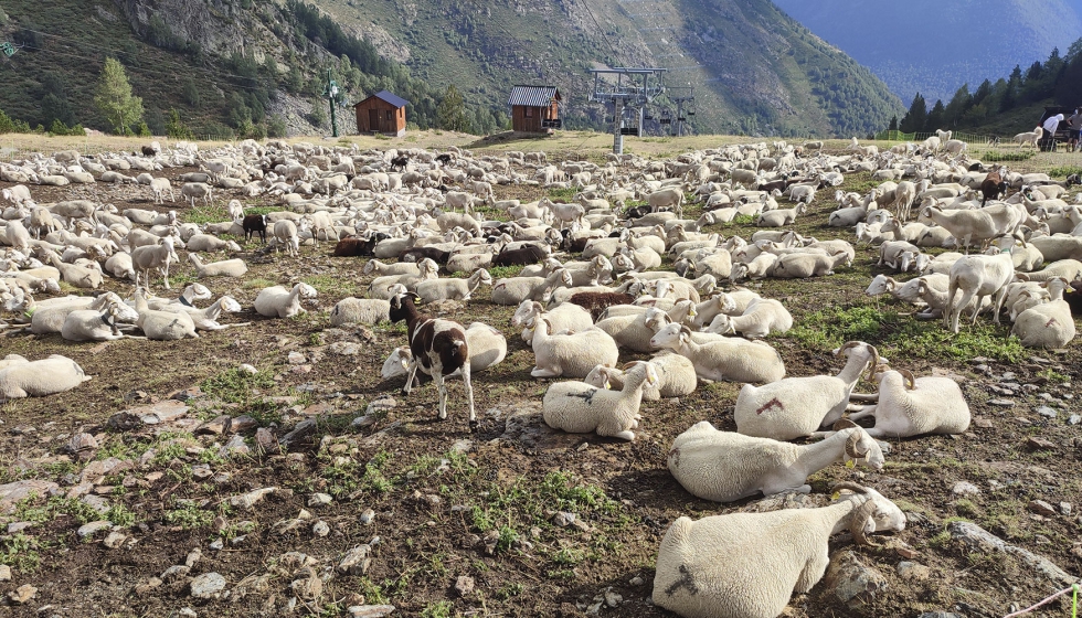 Ovejas en zona de monta�a