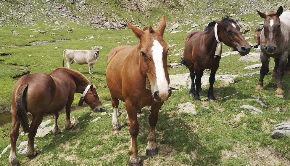 Yeguas y vacas compartiendo zonas de pasto